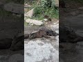 Awesome Wild Boar Place 🐗 #warthog #pig #boar #hog #viral #animal #wildpig #wildboar #wildlife