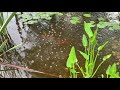 Tetra UV Pond Clarifier Review How To Make Pond Water Clear Tetra UV Pond Clarifier Review How To Make Pond Water Clear