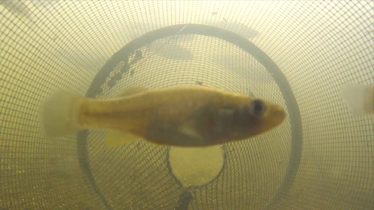 Catching Fish from Inside a Minnow Trap POV 3 