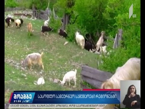 სასოფლო სამეურნეო სამუშაოები რეგიონებში