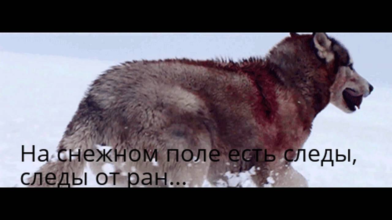 Стих про волка. - YouTube