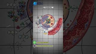 Memorizing Cytochrome P450 inducers and inhibitors is essential for pharmacology exams