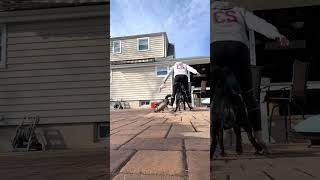 Duck Nibbles Woman While She Pets Her Dog