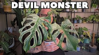 Did I Make an Expensive Mistake with this Rare Plant
