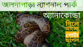 Big Size Python at Jaldapara National Park || Big Anaconda in North Bengal