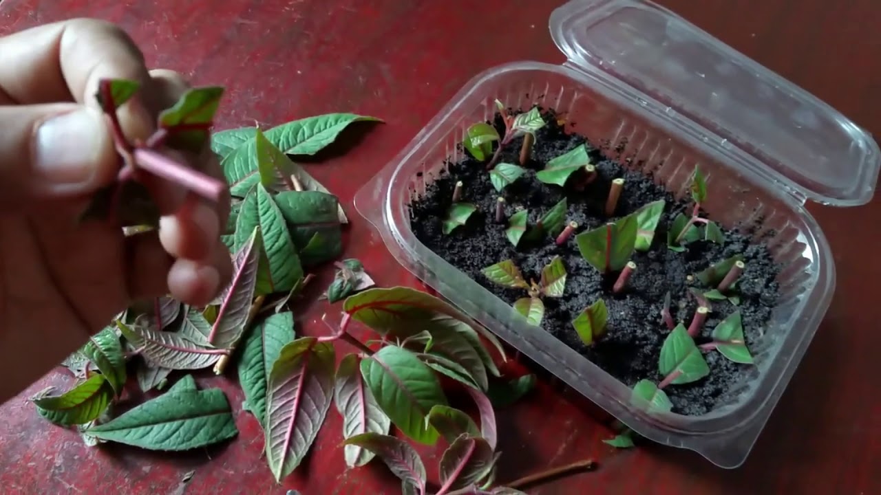 how to take fuchsia cuttings uk