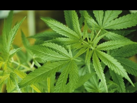 7-Year Old Treated with Medical Marijuana