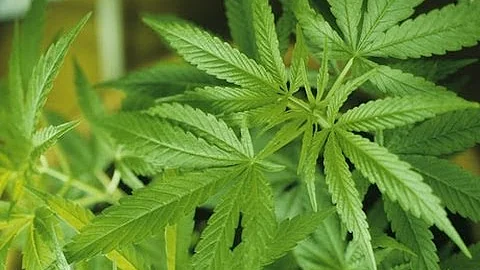 7-Year Old Treated with Medical Marijuana