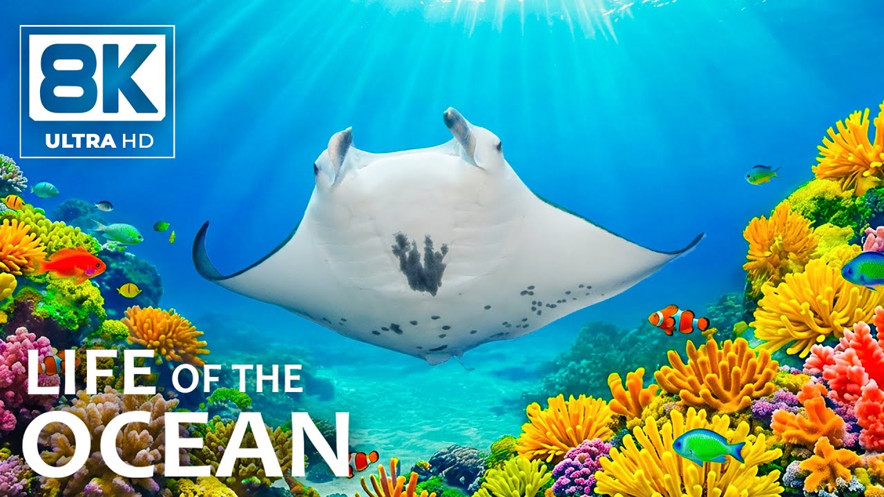 8K Deep Ocean Relaxation – Calm Sea Creatures Drifting in a Silent Blue World