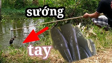 Cao thủ giật cá hết hồn câu cá lóc bằng vịt#Hiển cá miền tây
