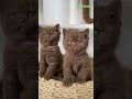 British Shorthair Cat Lovers Rejoice Most Stunning Colors Revealed Amino Studio British Shorthair Cat Lovers Rejoice Most Stunning Colors Revealed Amino Studio