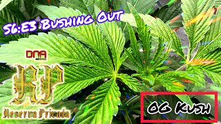 Seed to Harvest - [Weekly Update’s]