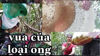 Săn ong rừng Alưới..vua của loại ong