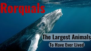Rorquals: The Humpback Whale and Its Closest Relatives
