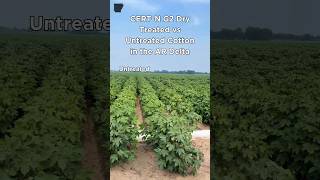 Arkansas Delta Cotton Field Comparison with CERTN G2 DRY