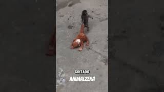 O Macaco REJEITADO que se APEGOU a uma PELÚCIA