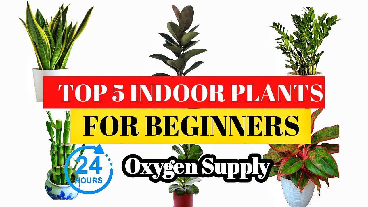 🪴Top 5 Easy Growing Indoor Plants🔥 | வீட்டில் 24 Hrs ஆக்சிஜன் சுழற்சி தரும் |Gardening Tips Tamil