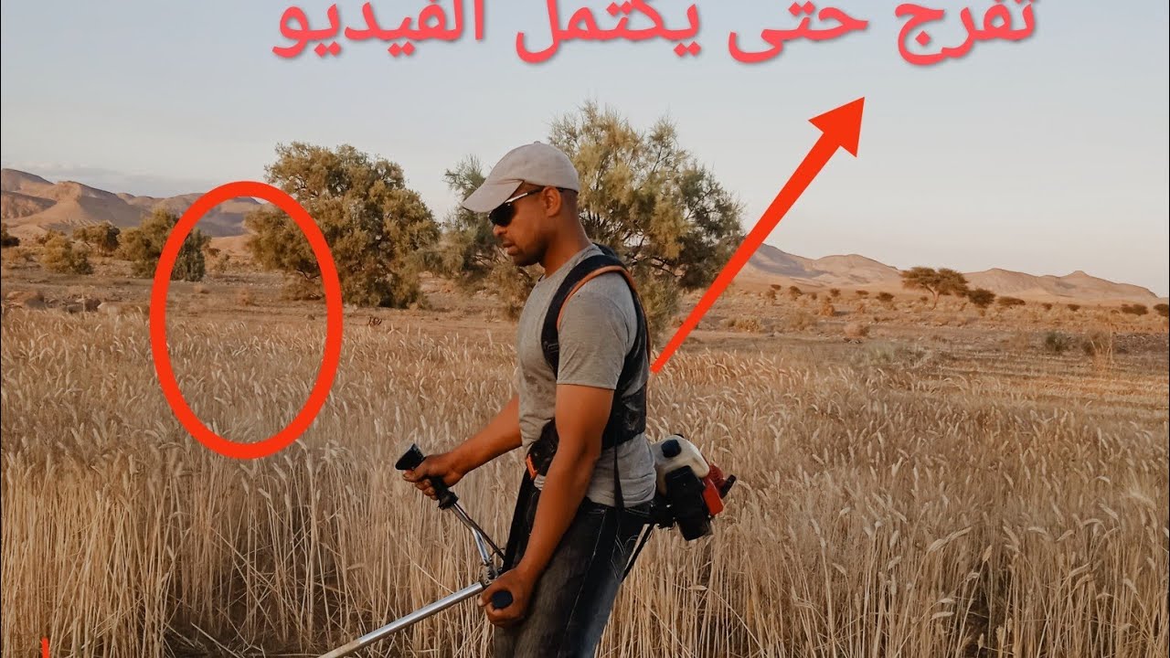 بدا موسيم الحصاد بتمازيرت  #اكسبلور #gazza  #shortvideo  #fypage  #nature