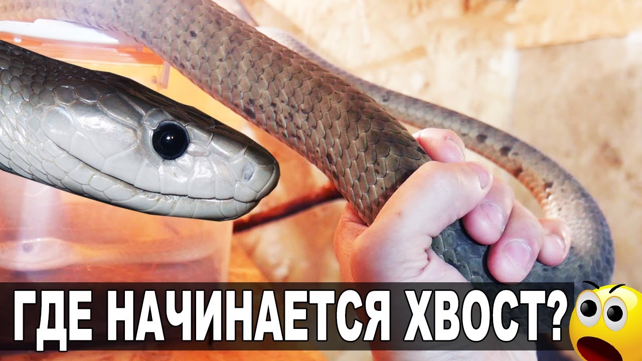 Пираты Черной Мамбы мамбы пираты черной