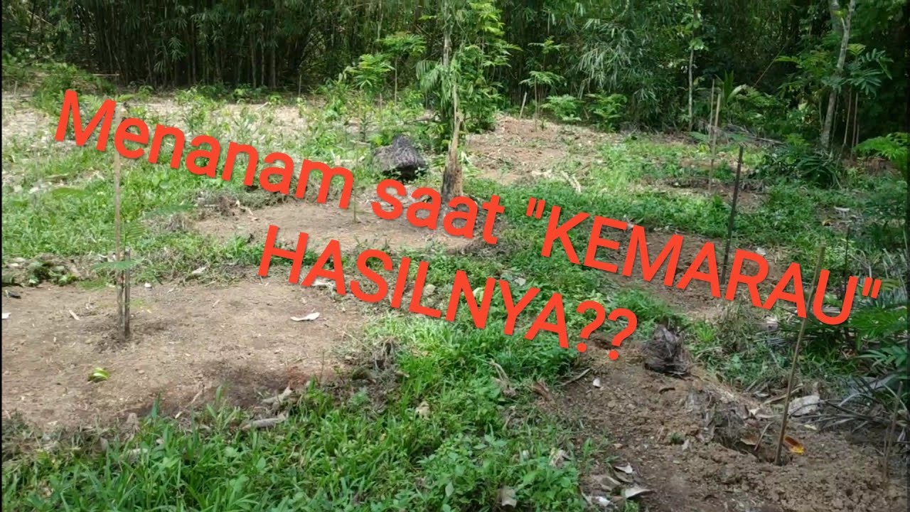 Akibat menanam sengon saat musim kemarau!!