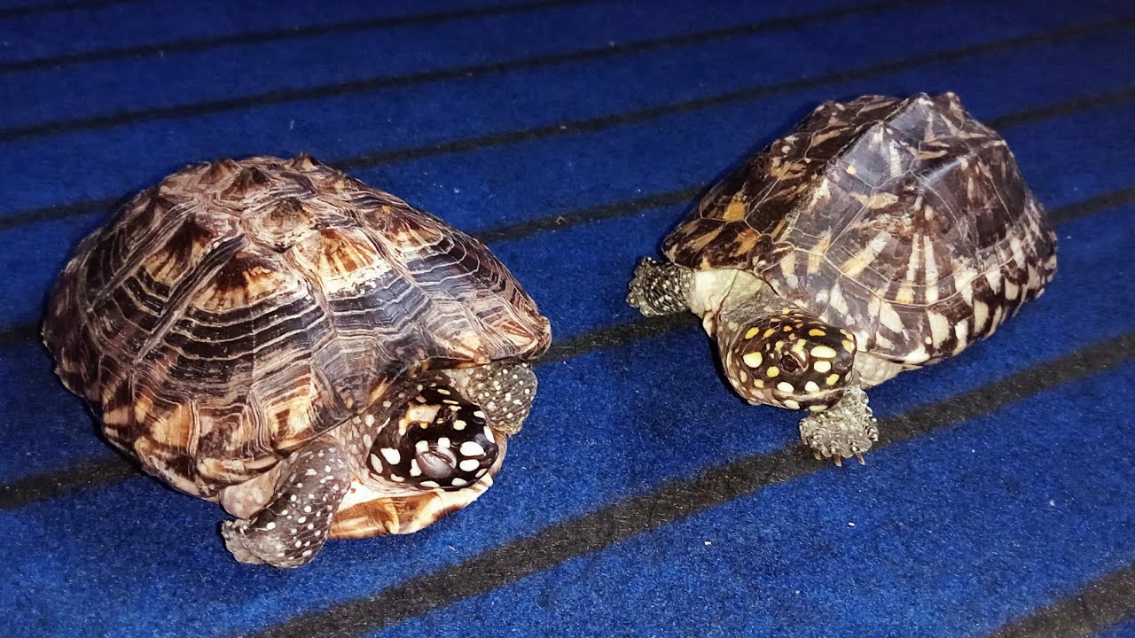 How to Care Your Turtle 🐢 in Winters Turtle Puffy eyes Remedy 🐢 YouTube