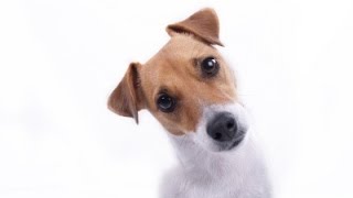 Dog Training: How to Train Your Puppy - Thriving Canine