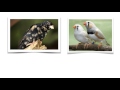 Cordon Blue Finches - Cordon Blue Finches For Sale