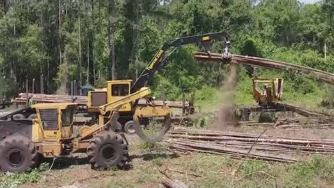 St. Johns County commissioner proposes tree-saving measures that did not pass last year