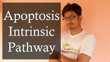 Apoptosis Pathway | Apoptosis Intrinsic Pathway