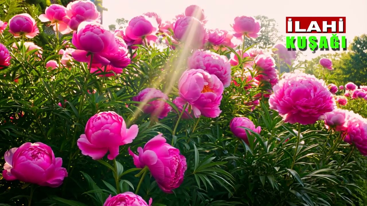 İlahi Kuşağı | SUBHANALLAH | Yeni İlahiler | En Güzel İlahiler