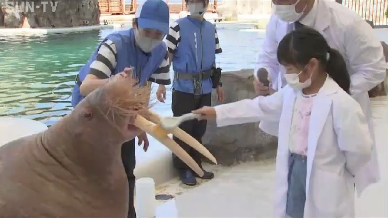 子どもたちが「セイウチ」の歯磨き もうすぐ「歯と口の健康週間