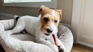 Henry the Jack Russell Terrier Dog Eats a Treat Stick