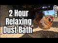 Chickens Dust Bathing in Dirt Under Tractor - Relaxing Backyard Chickens ASMR #dustbath