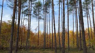 Golden autumn: young trees in the sunshine.