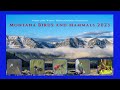 Montana Birds and Mammals 2023 - 4K UHD