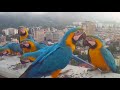 Guacamayas de caracas y bello Avila