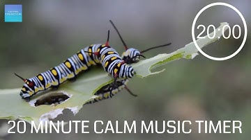 20 Minute Timer With Classical Calm Music - 🐛 Insects 🦋 - 20 minute timer with music relaxing