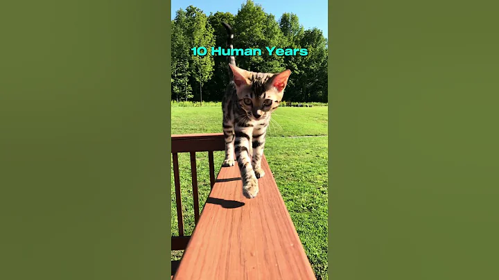 How old is your cat in human years? - DayDayNews