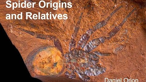 Spider Origins and Relatives