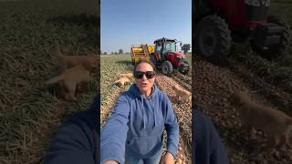 "Can This Tractor & A Harvester Finish The Whole Onions Farm Work? 💯"