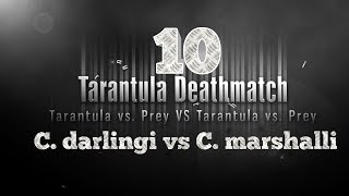 Tarantula Deathmatch 10: C. darlingi vs C. marshalli