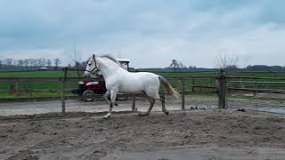 Evn Son Of Judio Vii - Bardo In Freedom - Sold To Uk