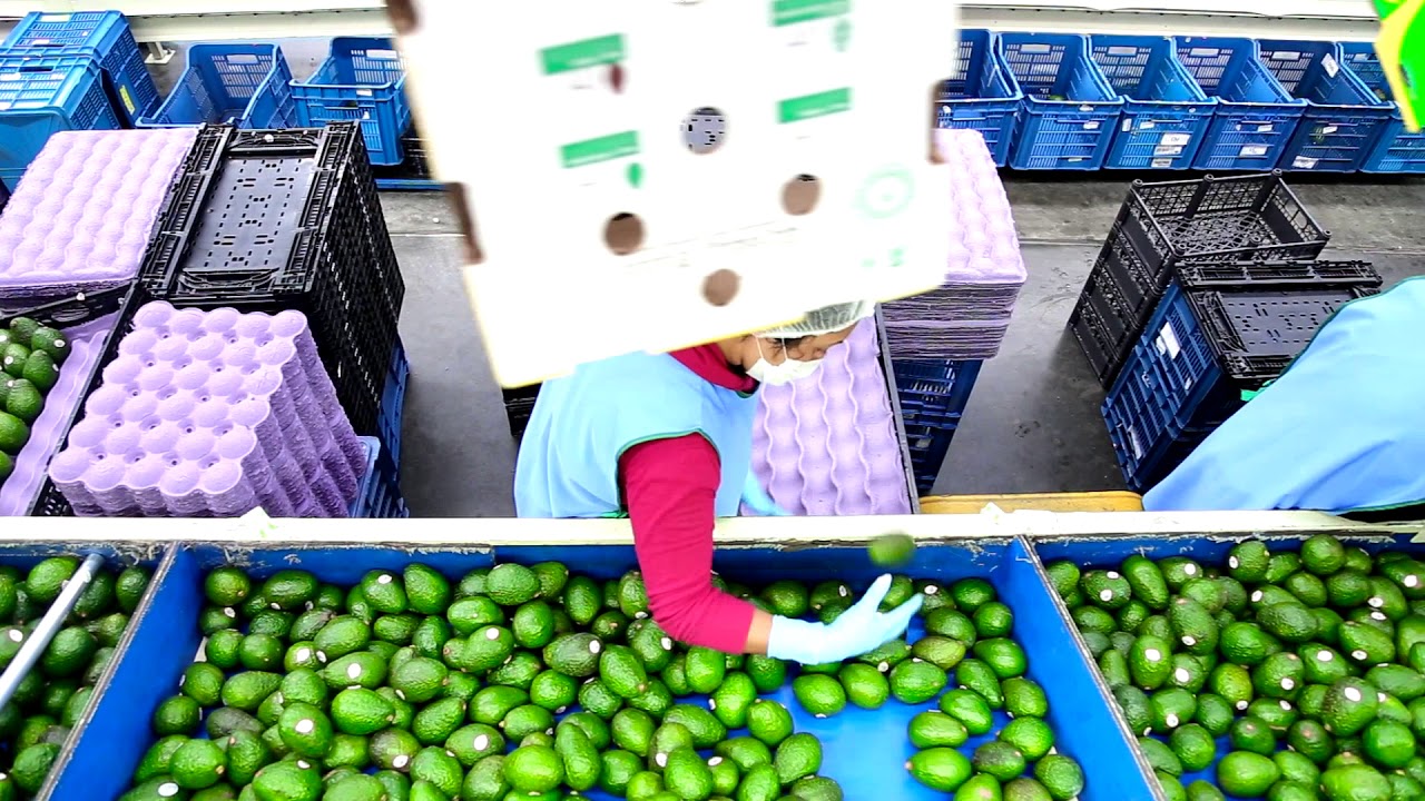 FrutiVal GreenFruit Packing House Full Video YouTube