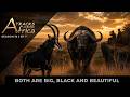 Both Are Big Black and Beautiful | TAA S19 Ep 7