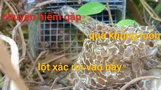 bẫy rắn gặp phải e vện lột xác vắt ngang bẫy luôn/snake trap in Vietnam