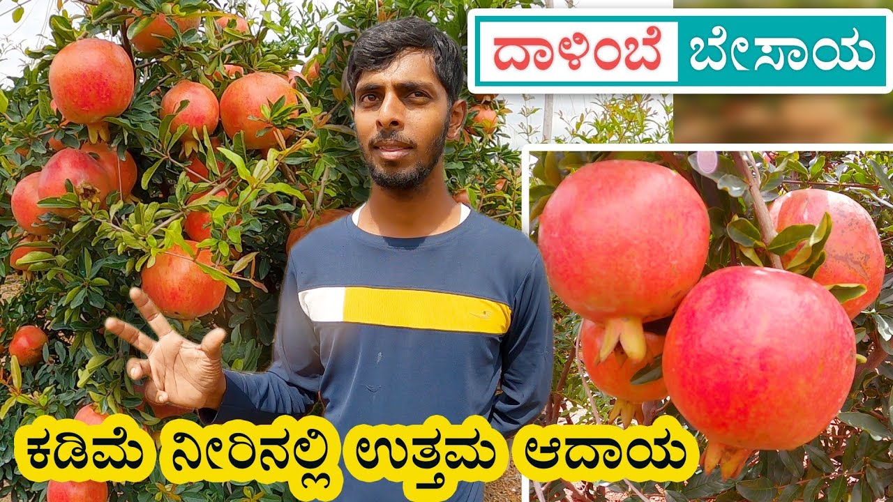 Pomegranate Farming insights - Yield, Profit and Expenses