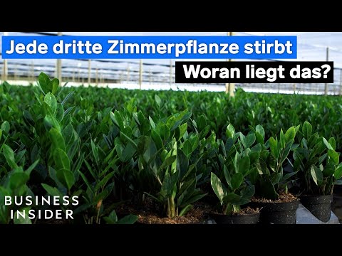 Video: Was ist eine Propellerpflanze – Tipps für den Anbau einer Flugzeugpflanze Sukkulente
