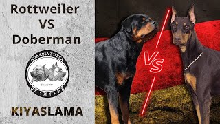 Rottweiler vs Doberman  Farklılıkları, Benzerlikleri, Üstünlükleri ve Zayıflıkları