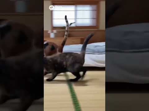 バタバタと走り回るサビ猫と三毛猫/A tabby cat and a calico cat scurrying about #cat