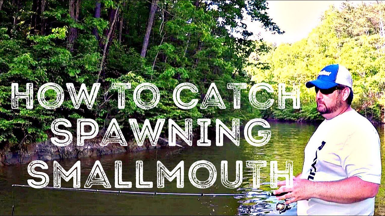 Find and Catch Spawning Smallmouth YouTube
